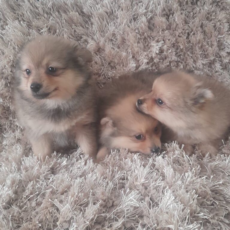 Pomeranian puppies for sale in Belfast, County Antrim | Image 2