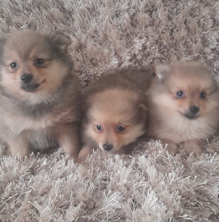 Pomeranian puppies for sale in Belfast, County Antrim | Image 3