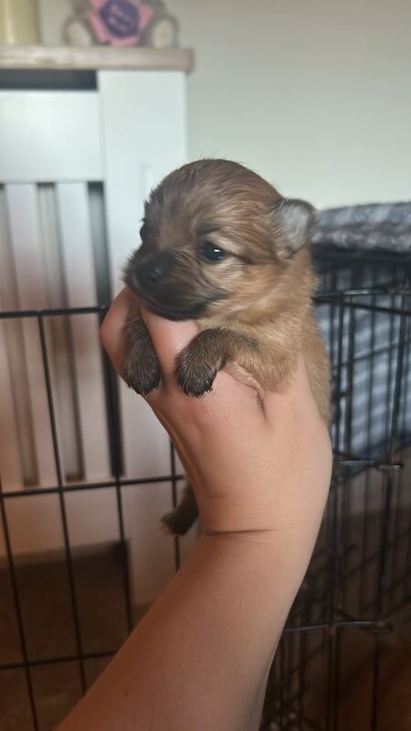Pomeranian puppies for sale in Uddingston, Lanarkshire – 4 weeks old
