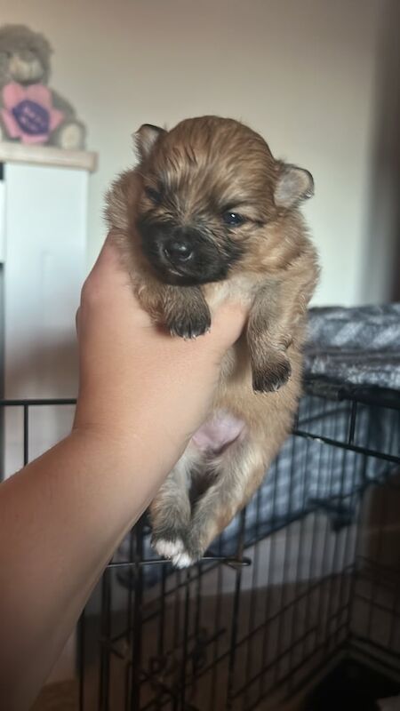 Pomeranian puppies for sale in Uddingston, Lanarkshire – 4 weeks old - Image 2 of 3