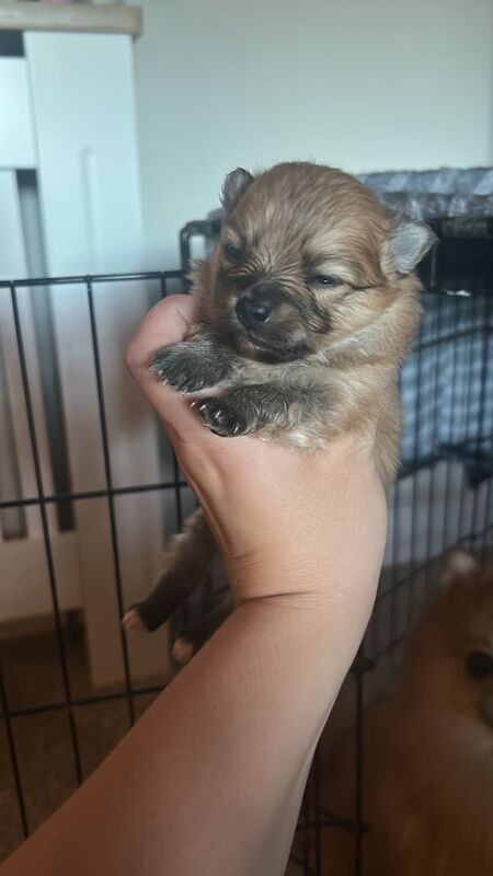 Pomeranian puppies for sale in Uddingston, Lanarkshire – 4 weeks old - Image 3 of 3