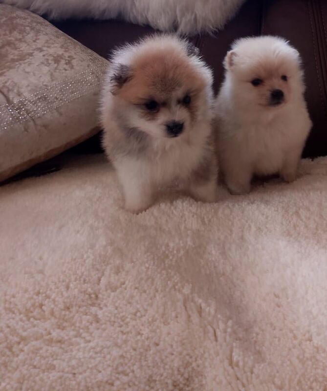 Pomeranian puppies for sale in Romford, Greater London – 9 weeks old