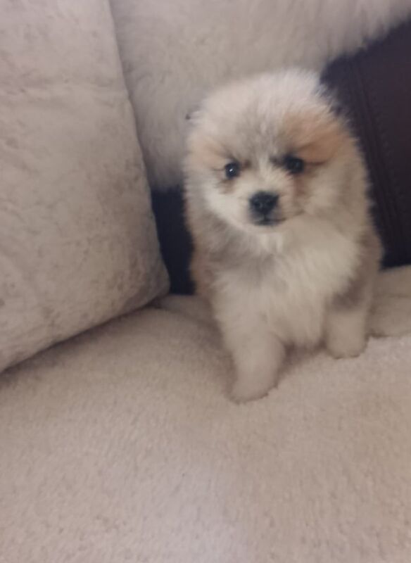 Pomeranian puppies for sale in Romford, Greater London – 9 weeks old - Image 2 of 3