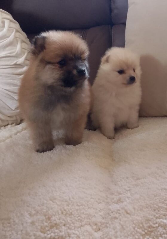 Pomeranian puppies for sale in Romford, Greater London – 9 weeks old - Image 3 of 3