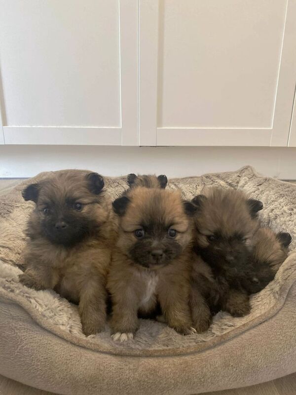 Pomeranian puppies for sale in Irvine, Ayrshire and Arran – 11 weeks old