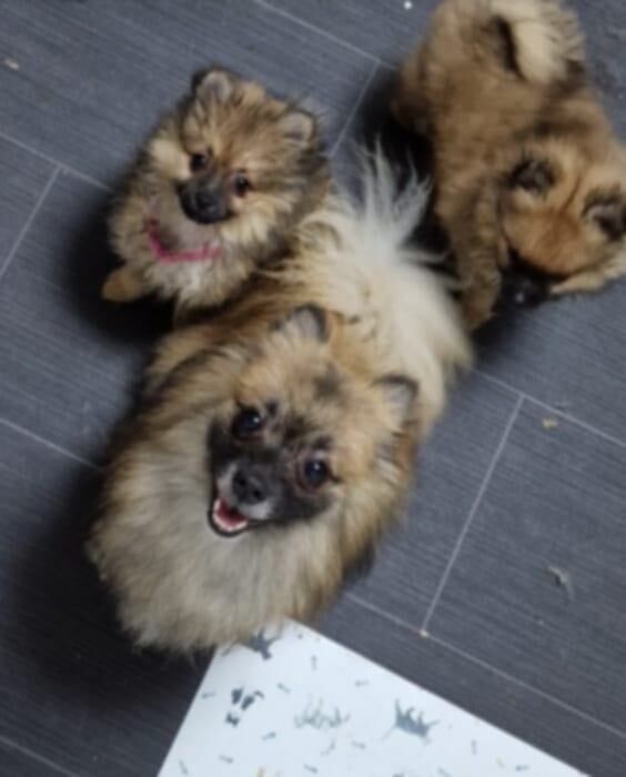 Pomeranian puppies for sale in Irvine, Ayrshire and Arran – 11 weeks old - Image 2 of 3