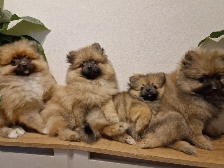 Pomeranian puppies for sale in Irvine, Ayrshire and Arran – 11 weeks old - Image 3 of 3