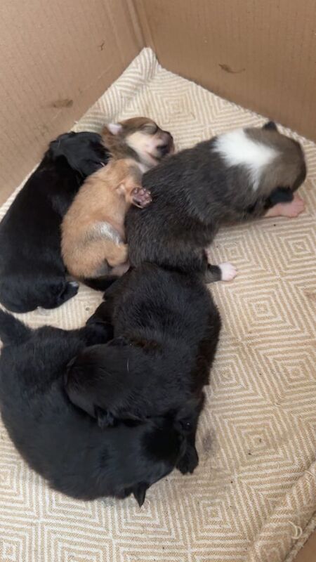 Pomeranian puppies for sale in Rushden, Northamptonshire – 8 weeks old