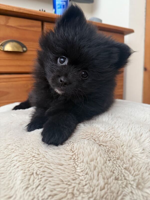 Pomeranian puppies for sale in Rushden, Northamptonshire – 8 weeks old - Image 2 of 3