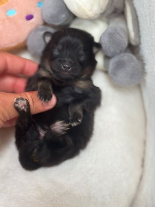 Pomeranian puppies for sale in Hollywood, Worcestershire – 1 week old