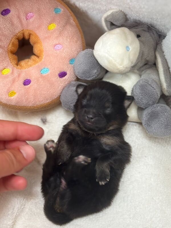 Pomeranian puppies for sale in Hollywood, Worcestershire – 1 week old - Image 2 of 3