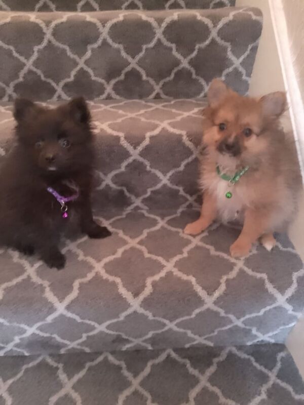 Pomeranian puppies for sale in Magherafelt, County Londonderry – 9 weeks old