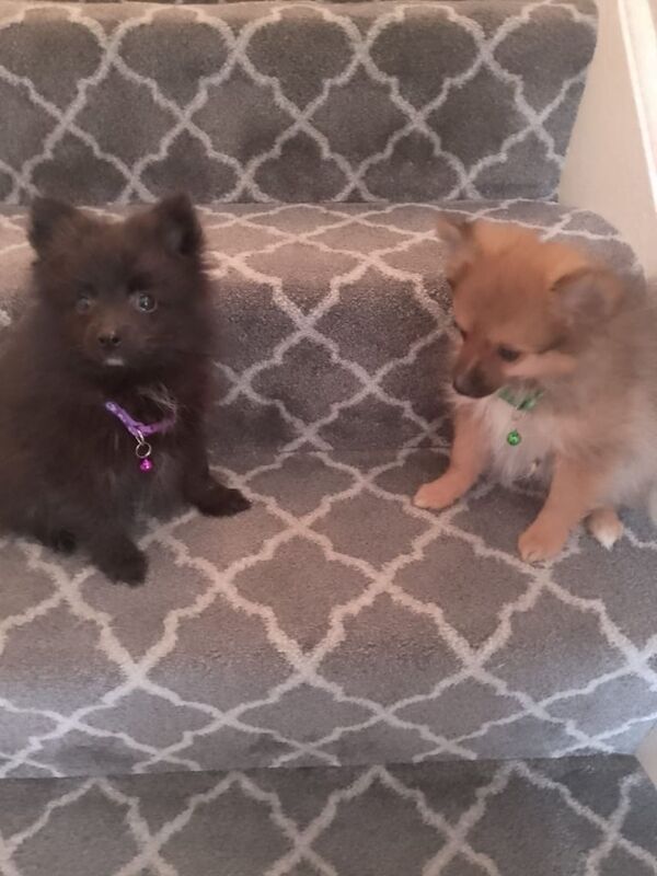 Pomeranian puppies for sale in Magherafelt, County Londonderry – 9 weeks old - Image 2 of 3