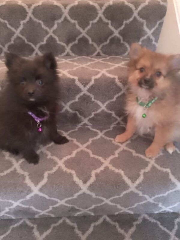 Pomeranian puppies for sale in Magherafelt, County Londonderry – 9 weeks old - Image 3 of 3