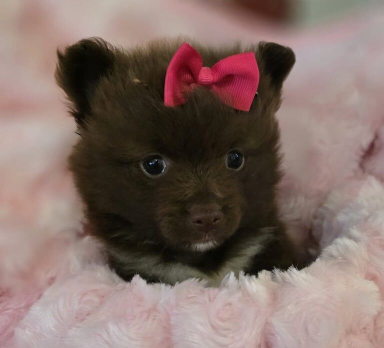 Pomeranian puppies for sale in Southend-on-Sea, Essex – KC registered, 10 weeks old