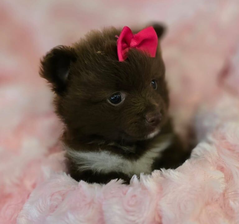 Pomeranian puppies for sale in Southend-on-Sea, Essex – KC registered, 10 weeks old - Image 2 of 3