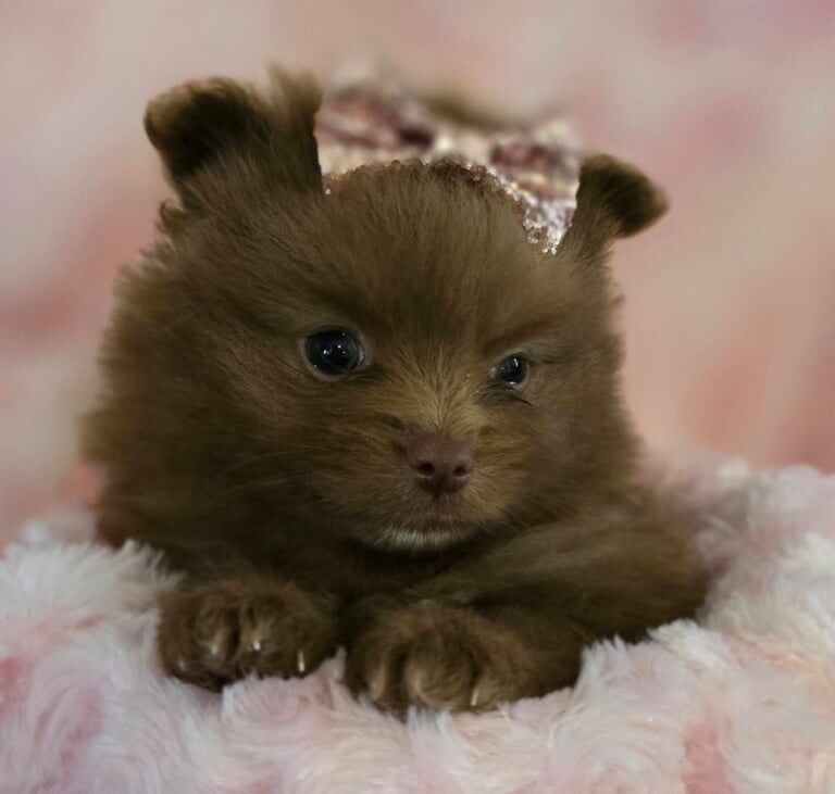 Pomeranian puppies for sale in Southend-on-Sea, Essex – KC registered, 10 weeks old - Image 3 of 3