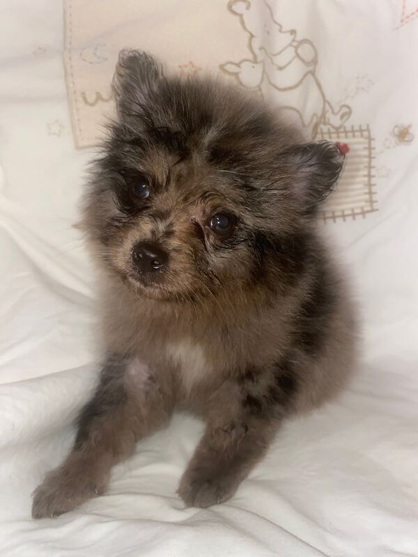 Pomeranian puppies - Image 2 of 3