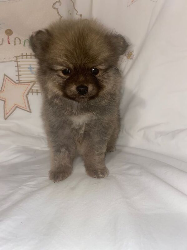 Pomeranian puppies - Image 3 of 3