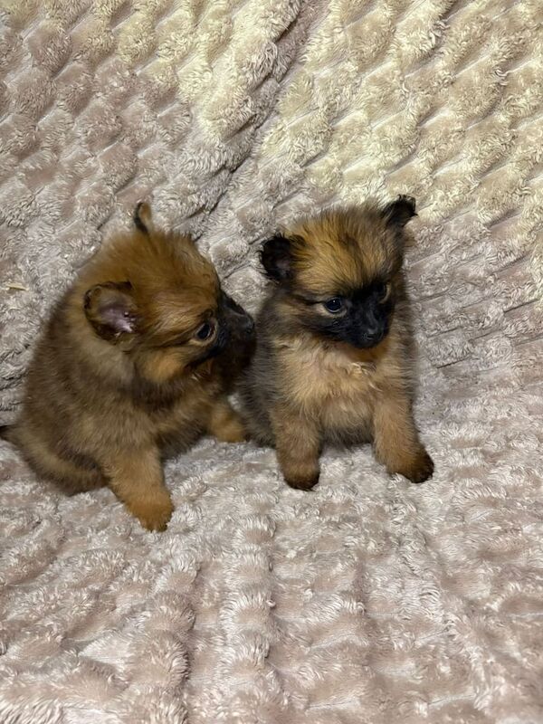 Pomeranian puppies for sale in South Side, City of Edinburgh – 9 weeks old