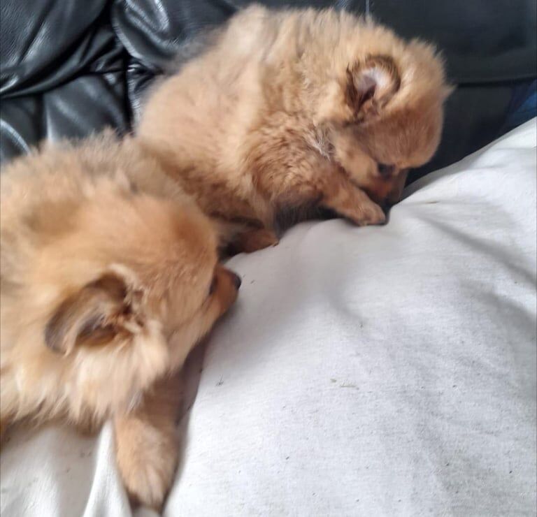 Pomeranian puppies for sale in Crumlin, County Antrim – 10 weeks old