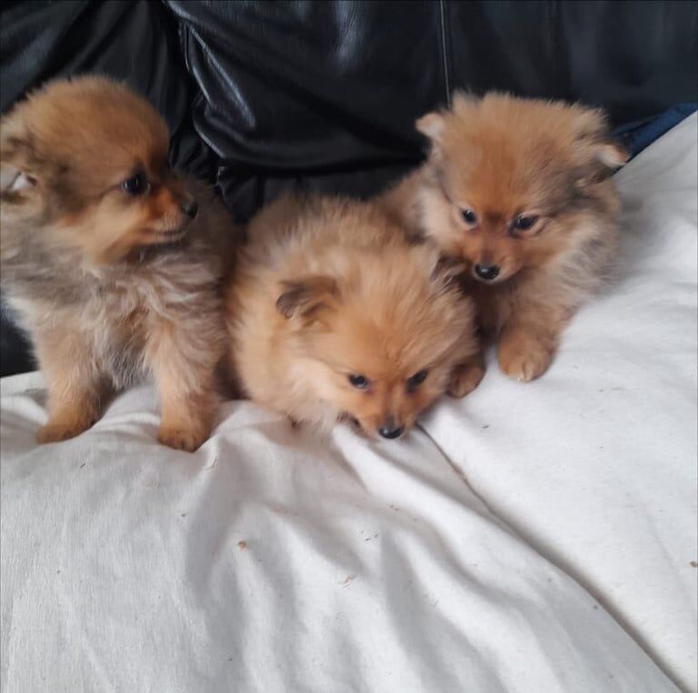 Pomeranian puppies for sale in Crumlin, County Antrim – 10 weeks old - Image 2 of 3