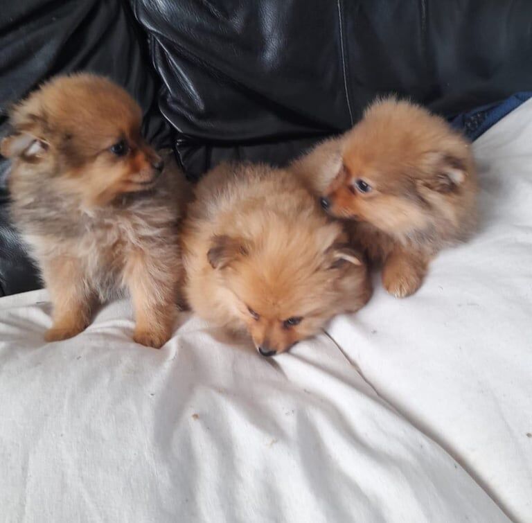 Pomeranian puppies for sale in Crumlin, County Antrim – 10 weeks old - Image 3 of 3