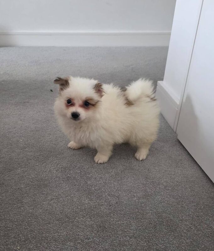 Pomeranian puppies for sale in Romford, Greater London – 3 months old - Image 2 of 4