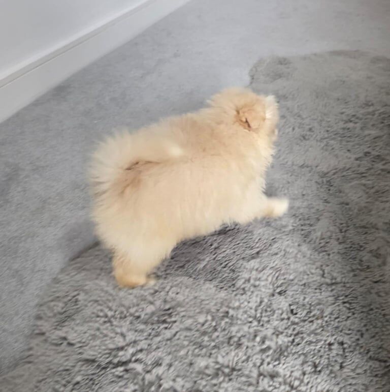 Pomeranian puppies for sale in Romford, Greater London – 3 months old - Image 3 of 4