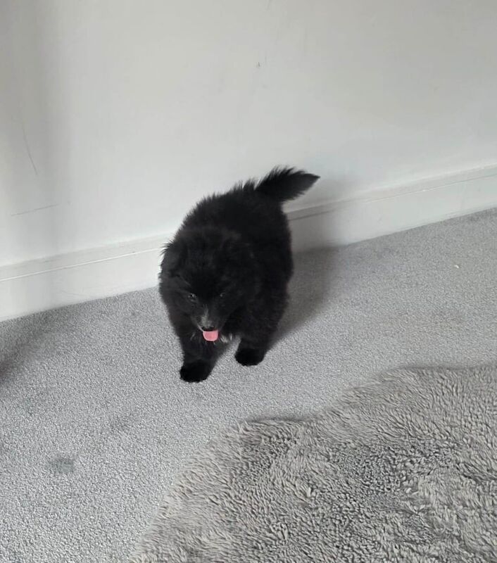 Pomeranian puppies for sale in Romford, Greater London – 3 months old - Image 4 of 4