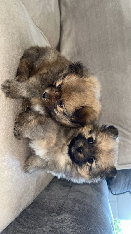 Pomeranian puppies for sale in Ledbury, Herefordshire – 8 weeks old - Image 2 of 5