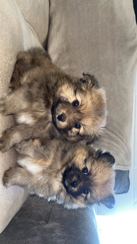 Pomeranian puppies for sale in Ledbury, Herefordshire – 8 weeks old - Image 3 of 5
