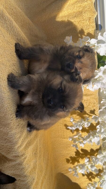 Pomeranian puppies for sale in Ledbury, Herefordshire – 8 weeks old - Image 4 of 5