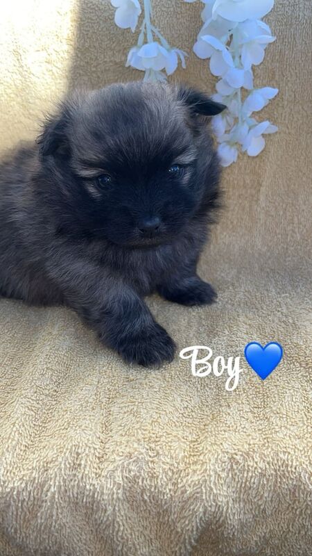 Pomeranian puppies for sale in Ledbury, Herefordshire – 8 weeks old - Image 5 of 5