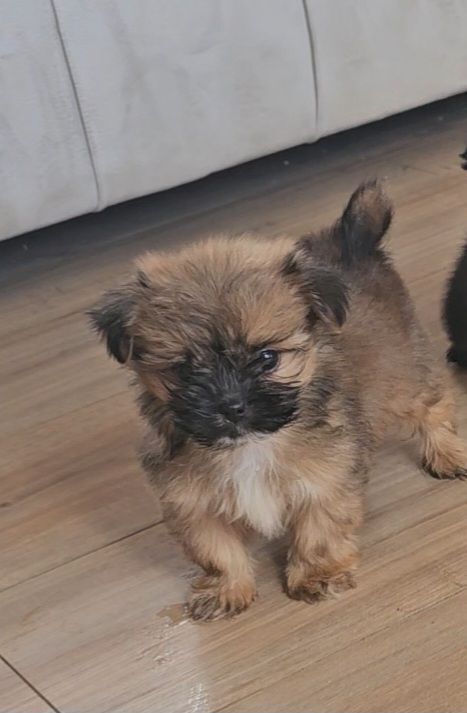 Pomeranian puppies for sale in Tredegar, Gwent – 8 weeks old