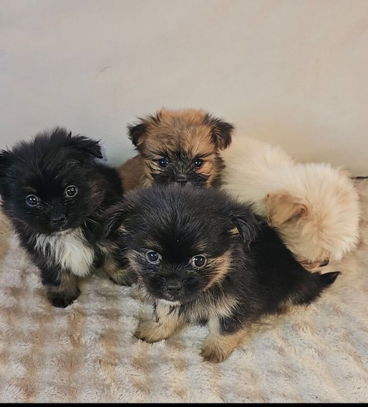 Pomeranian puppies - Image 2 of 4