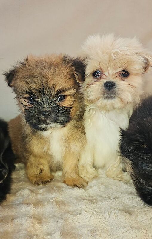 Pomeranian puppies - Image 3 of 4