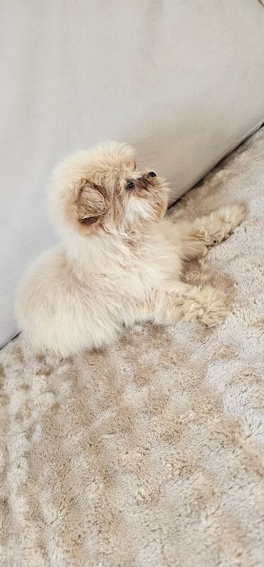 Pomeranian puppies - Image 4 of 4