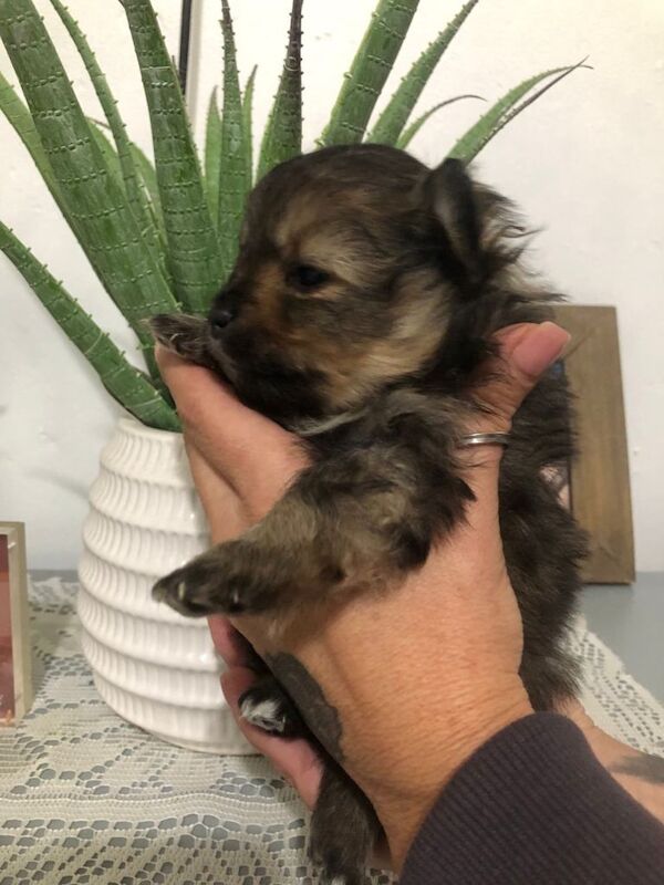 Pomeranian puppies for sale in Edmonton, London – 4 months old - Image 2 of 4