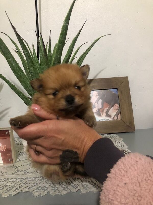 Pomeranian puppies for sale in Edmonton, London – 4 months old - Image 3 of 4
