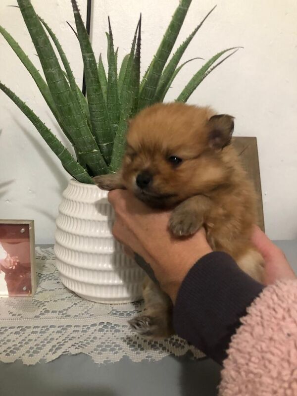 Pomeranian puppies for sale in Edmonton, London – 4 months old - Image 4 of 4