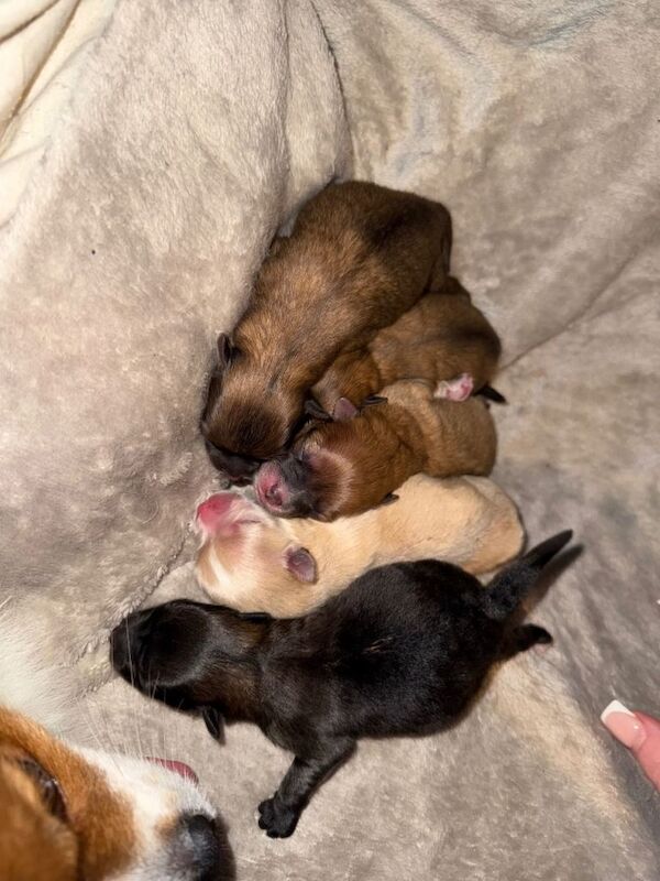 Pomeranian puppies for sale in Brinsworth, South Yorkshire – 2 days old