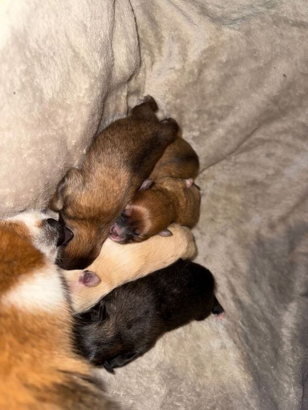 Pomeranian puppies for sale in Brinsworth, South Yorkshire – 3 days old - Image 2 of 6