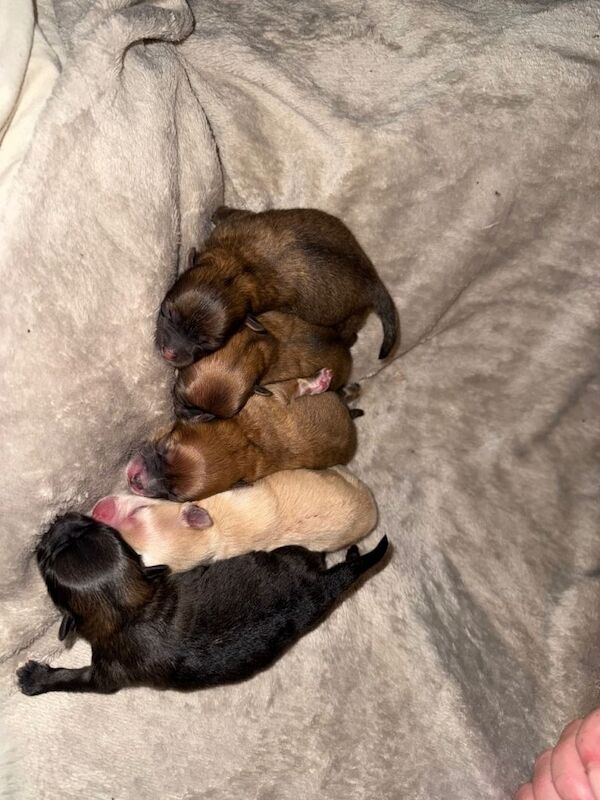 Pomeranian puppies for sale in Brinsworth, South Yorkshire – 3 days old - Image 3 of 6