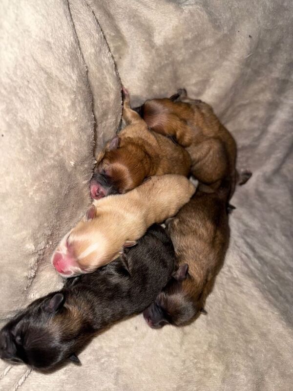 Pomeranian puppies for sale in Brinsworth, South Yorkshire – 3 days old - Image 4 of 6