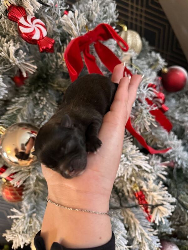 Pomeranian puppies for sale in Brinsworth, South Yorkshire – 3 days old - Image 5 of 6