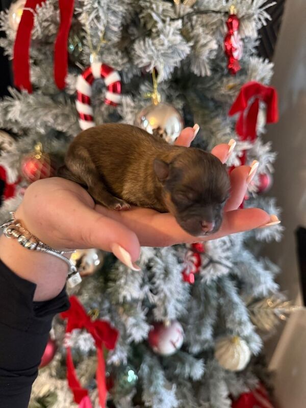 Pomeranian puppies for sale in Brinsworth, South Yorkshire – 3 days old - Image 6 of 6