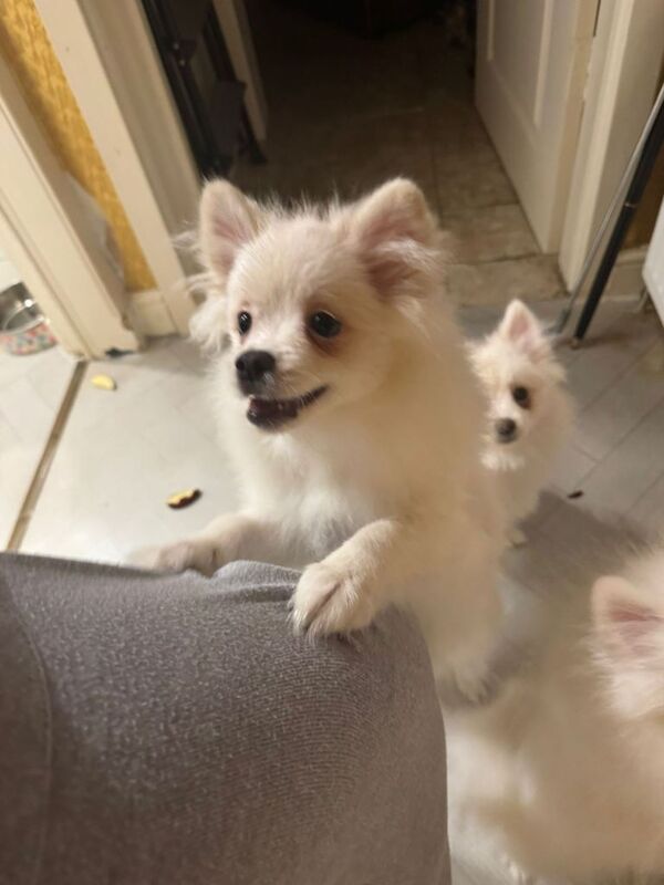 Pomeranian puppies for sale in Knightswood, City of Glasgow – 5 months old