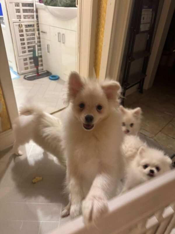 Pomeranian puppies for sale in Knightswood, City of Glasgow – 5 months old - Image 2 of 3