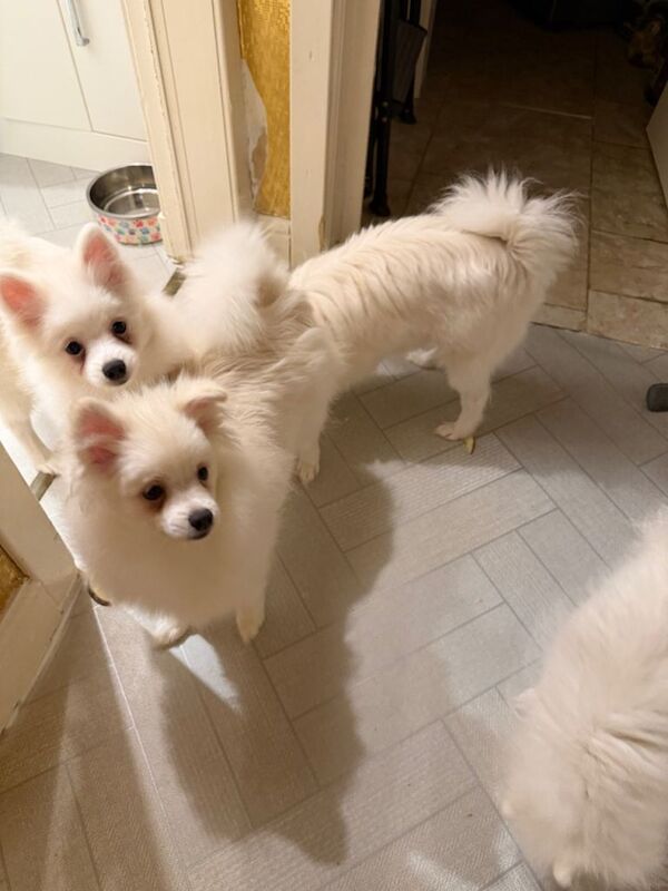 Pomeranian puppies for sale in Knightswood, City of Glasgow – 5 months old - Image 3 of 3